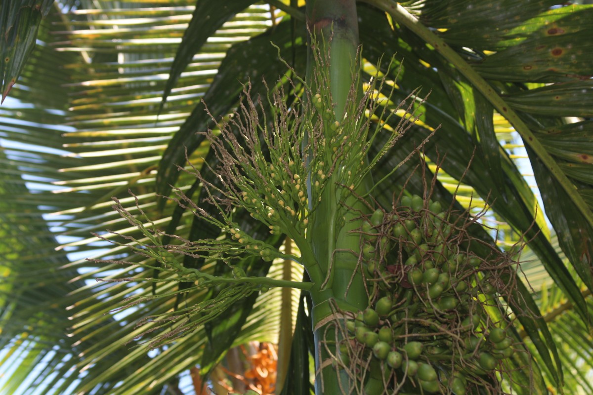 Areca catechu L.